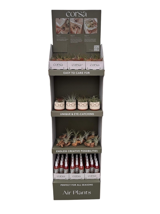 <h4>Tillandsia display Losse planten en arrangementen</h4>