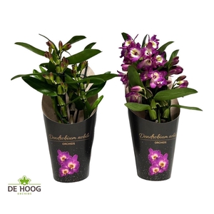 Dendrobium nobile 'Bouquet Purple R