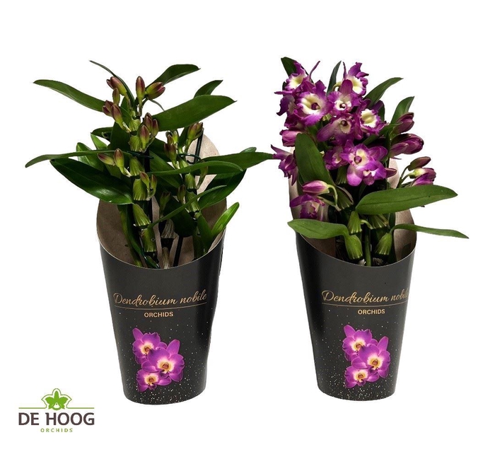 <h4>Dendrobium nobile 'Bouquet Purple R</h4>