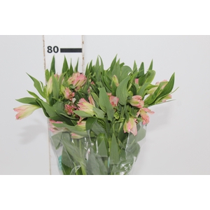 ALSTROEMERIA DUBAI 080 CM
