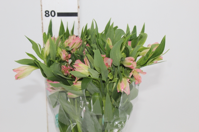 <h4>ALSTROEMERIA DUBAI 080 CM</h4>