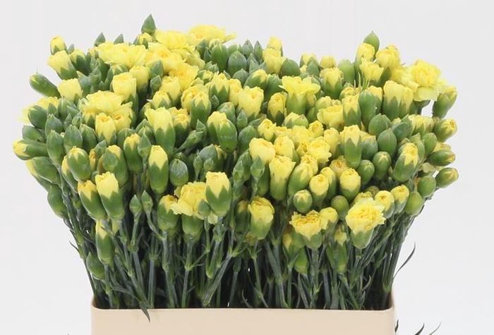 <h4>DI TR YELLOW TWIN</h4>