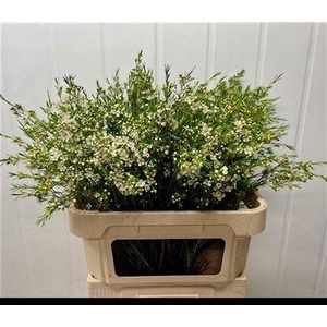 Chame Un Luna White 80cm