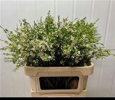 <h4>Chame Un Luna White 80cm</h4>