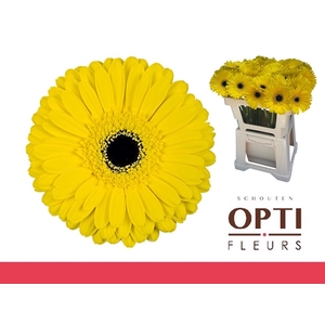 Gerbera Don Leo Water