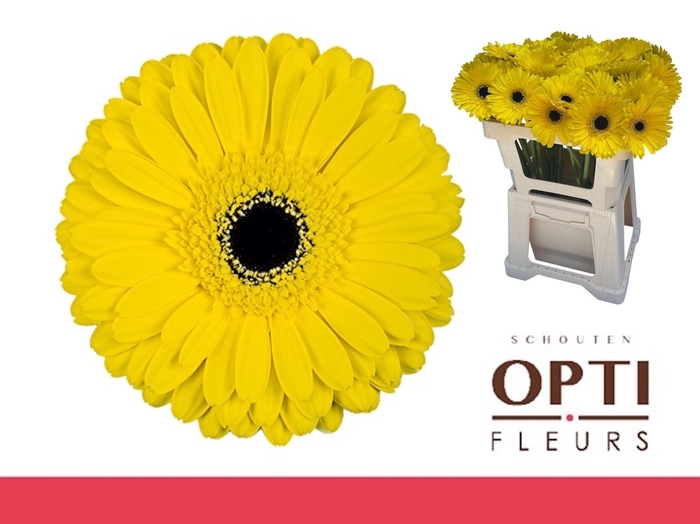 <h4>Gerbera Don Leo Water</h4>