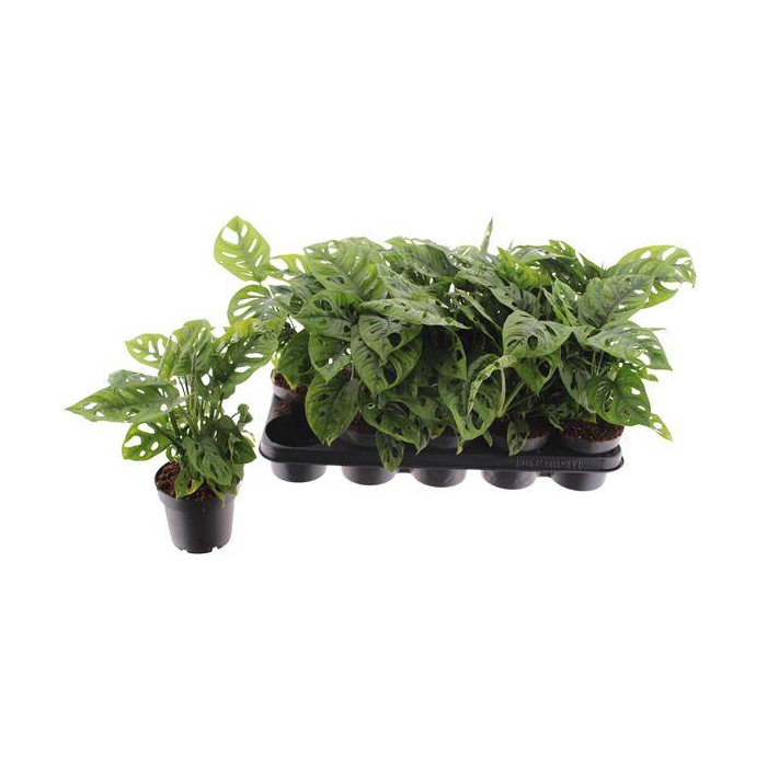 <h4>Monstera Obliqua (Leichtlinii) 12Ø 30cm 2pp</h4>