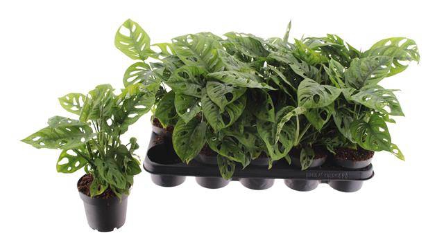 Monstera Obliqua (Leichtlinii) 12Ø 30cm 2pp