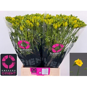 Freesia du Soleil