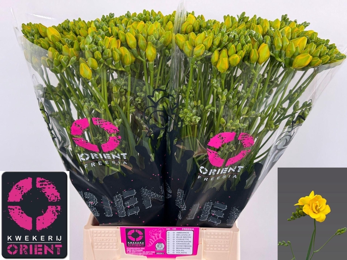 <h4>Freesia du Soleil</h4>