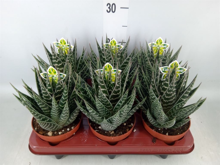 <h4>Aloe aristata 'Tiki Tahi'</h4>