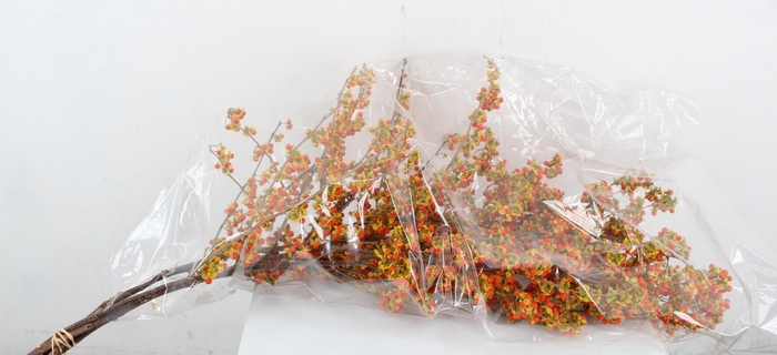 <h4>CELAS SC NICO BES 90CM EXTRA</h4>
