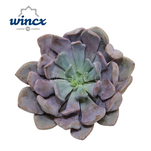 <h4>Graptoveria Lilac Spoons Cutflower</h4>