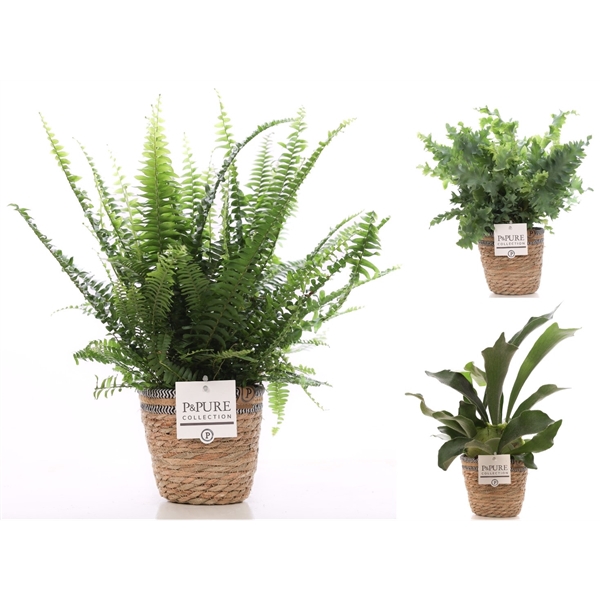 <h4>Varens gemengd in P&PURE Basket 6</h4>