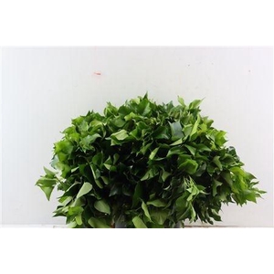 HEDERA H BLAD