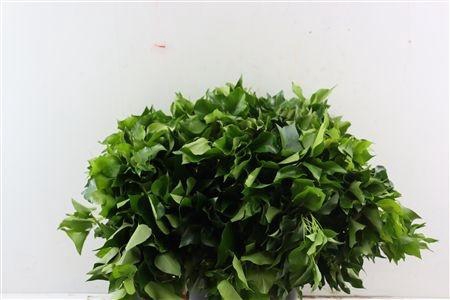 <h4>HEDERA H BLAD</h4>