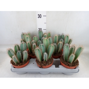 Cereus   ...