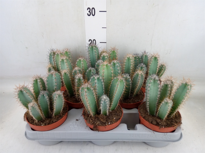 <h4>Cereus   ...</h4>