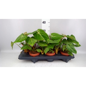 Philodendron gloriosum