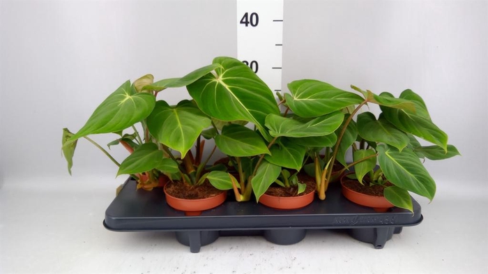 <h4>Philodendron gloriosum</h4>