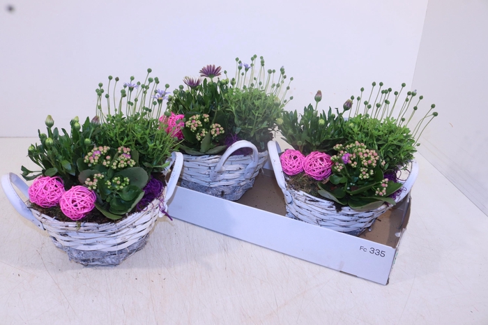 <h4>ARR TUINPLANTEN</h4>