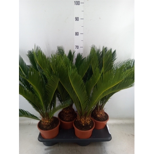 Cycas revoluta
