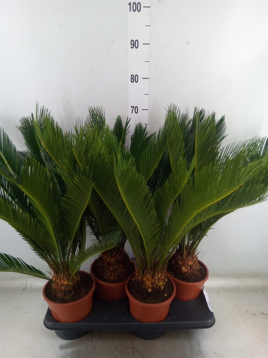 <h4>Cycas revoluta</h4>