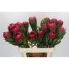 Protea Brenda