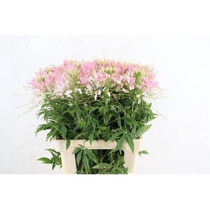 CLEOME SP HELEN CAMP