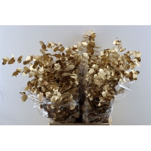 Euca Cinerea Antique Gold P Bunch