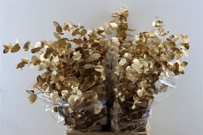 <h4>Euca Cinerea Antique Gold P Bunch</h4>