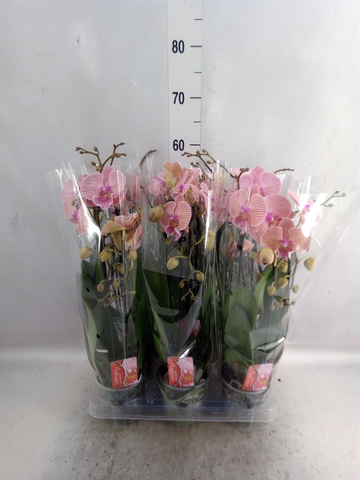 <h4>Phalaenopsis  'Elegant Cascade'</h4>