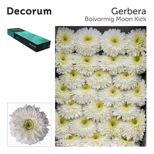 Gerbera Pomponi Moon Kick