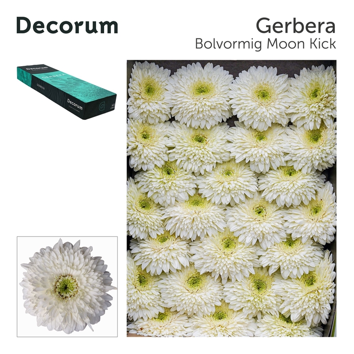 Gerbera Pomponi Moon Kick Doos