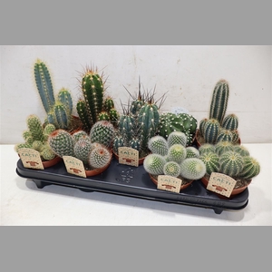Cactus Gem
