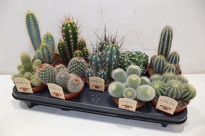 <h4>Cactus Gem</h4>