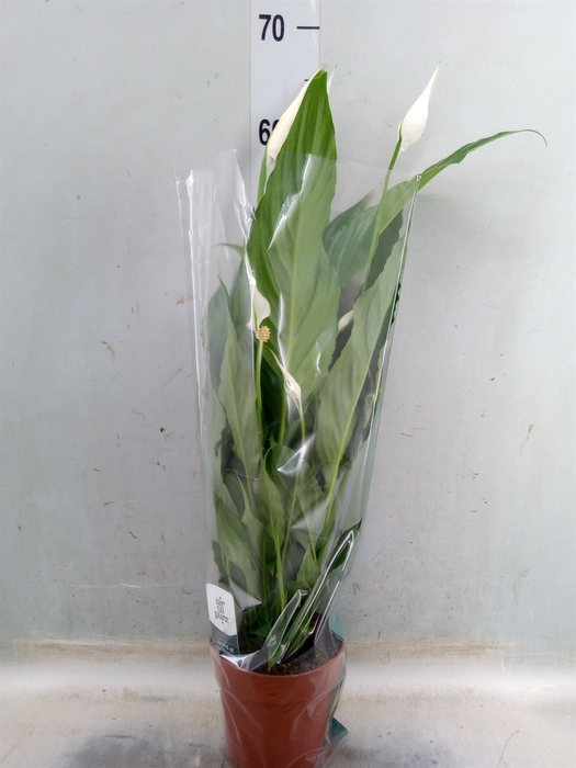 <h4>Spathiphyllum  'Sweet Chico'</h4>