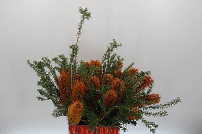 <h4>Banksia Ericifolia</h4>