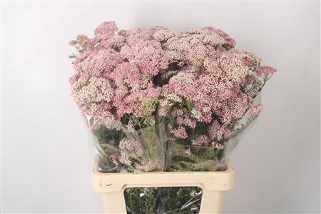 <h4>Ozoth Cook Tall Pink Per Bunch</h4>