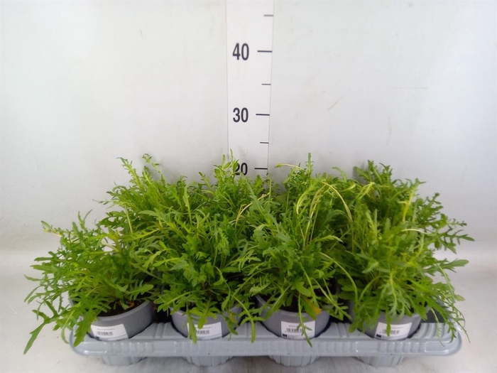 <h4>Tuinkruiden ...</h4>