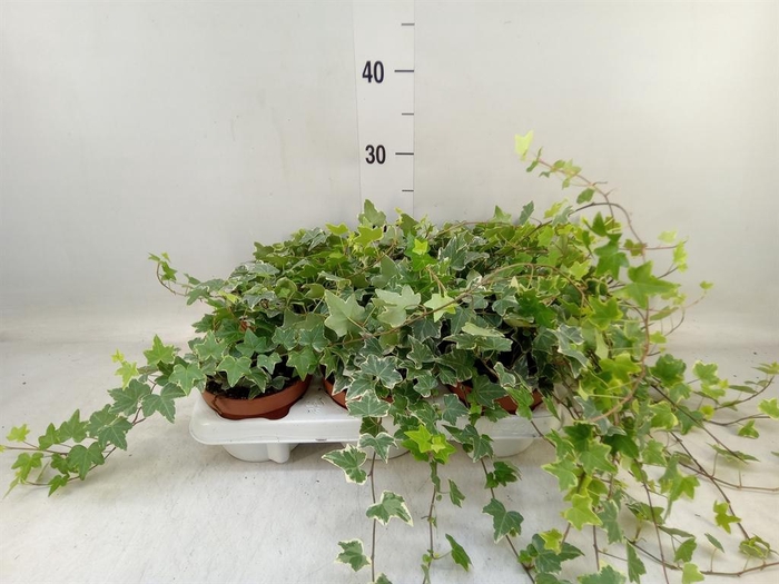 <h4>Hedera helix 'Eva'</h4>