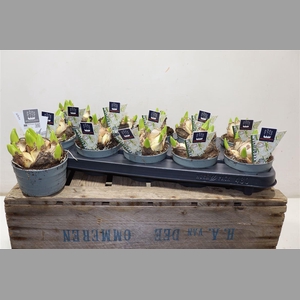 Hyacin Mult Ov White