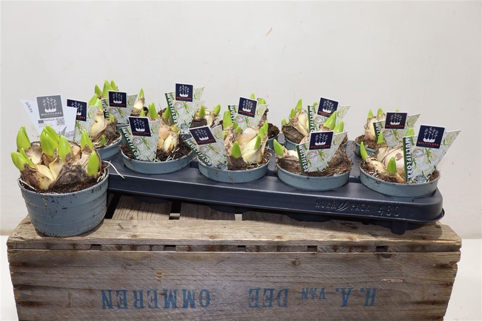 <h4>arr8 Hyacin Mult Ov White</h4>