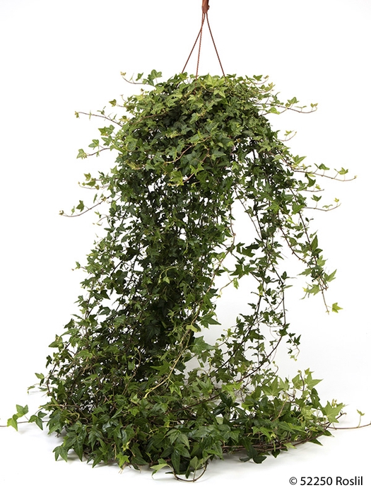 <h4>HEDERA HELIX P19 100-120 CM GROEN HP</h4>