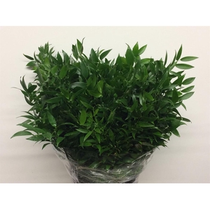 Ruscus Soft Short 200gram