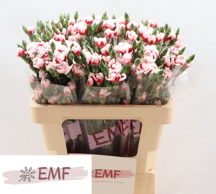 <h4>DI TR SWING</h4>