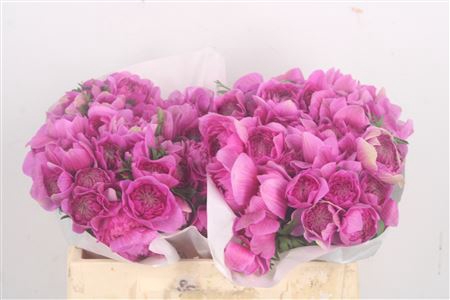 <h4>Anemone Levante Fucsia</h4>