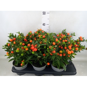 Solanum pseudocapsicum 'Bartoli'