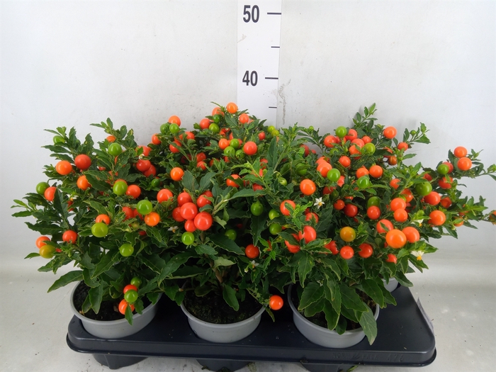 <h4>Solanum pseudocapsicum 'Bartoli'</h4>