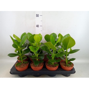 Clusia rosea 'Princess'